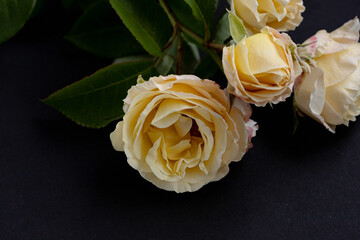 Gorgeous pale rose flowers on dark background. High quality photo.  Copy space for product display, visual content.