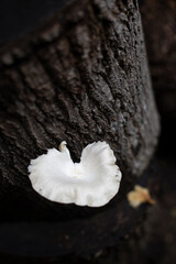 White fungi