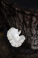White mushroom