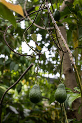 Avocado Tree