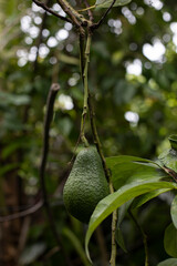 Avocado plant