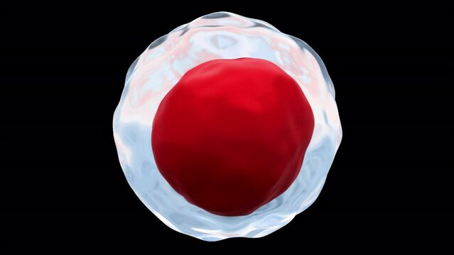 Red blood cells microscopically view Erythrocytes Transparent background 4k