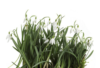 Obraz premium Spring flowers Snowdrops isolated on white background. Bunch of first white spring flowers Galanthus.