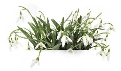 Spring flowers Snowdrops isolated on white background. Bunch of first white spring flowers Galanthus.