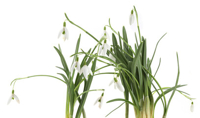 Spring flowers Snowdrops isolated on white background. Bunch of first white spring flowers Galanthus.