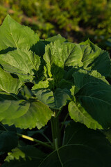 sunflower  close up growing on the ground organic food