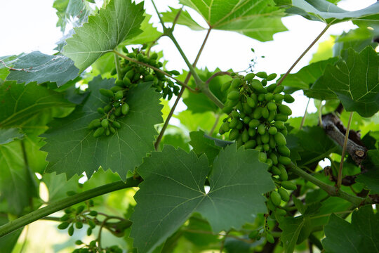 wine grapes growing organic homegrown food