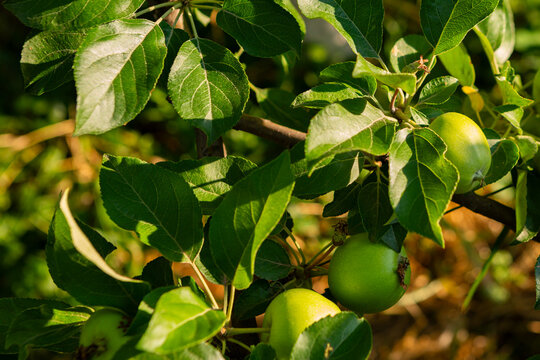 green apple growing on the ground organic homegrown food
