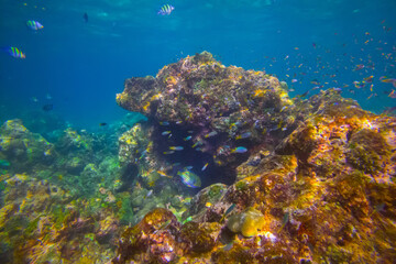 Various tropical fish abudefduf feed in the warm unser water of the ocean among corals. School of parrot fish spawning and feeding shallow water, shoal, biocenosis reef of attol