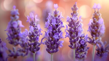 Blooming purple lavender plants in a panoramic view. A concept of beauty, fragrance, and...