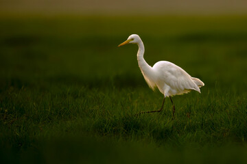 Great egret