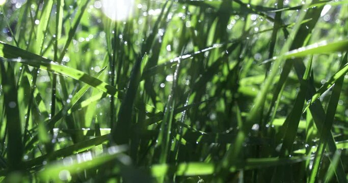Alternative view super slow motion macro of rain water drops gently watering grass in nature and refreshes natural environment with sunshinning. Green planet and fresh food from the earth.
