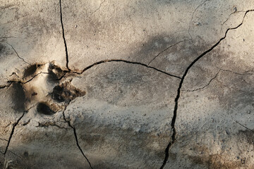 paw footprint of a wild animal on dried clay