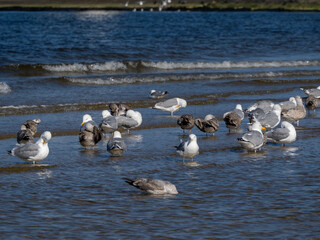 Möwe