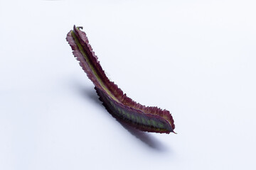 Purple winged bean vegetable (Psophocarpus tetragonolobus) on white background