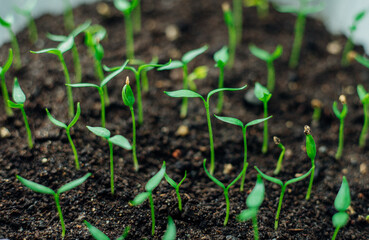 Seedlings in pots. Gardening and gardening in the spring season.