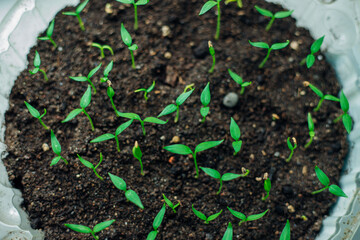 Seedlings in pots. Gardening and gardening in the spring season.