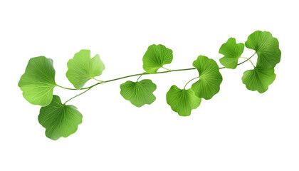 leaves ivy isolated on transparent background cutout