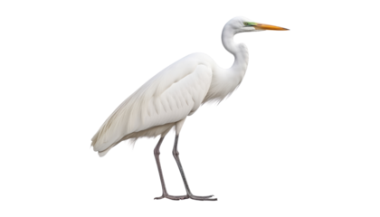 great white heron isolated on transparent background cutout