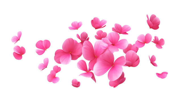 flying pink flower petals isolated on transparent background cutout