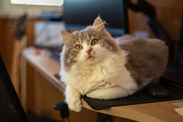 cat on the table