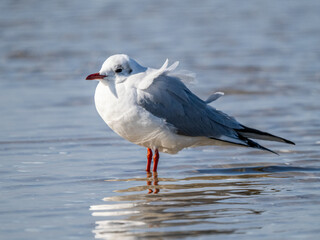Möwe