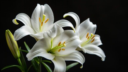 Mourning lily on dark background with empty space for text placement, suitable for somber occasions