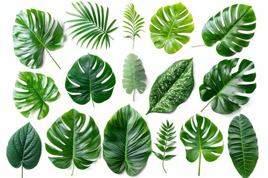 The leaves of different tropical plants are shown against a white background.
