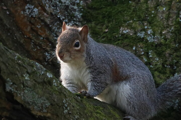A beautiful animal portrait of a grey squirrel in the forest