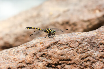 close up a yellow-black dragonfly with a tiger-like pattern perched on a rock