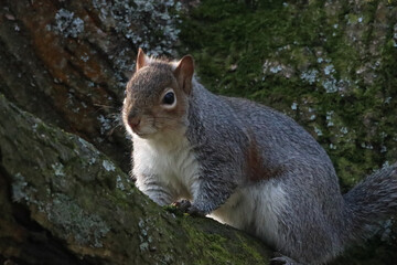 A beautiful animal portrait of a grey squirrel in the forest