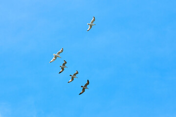 Majestic large Baltic gulls flying in bright blue summer sky, great black backed seabirds...