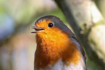 A beautiful closeup of a Robin in the forest