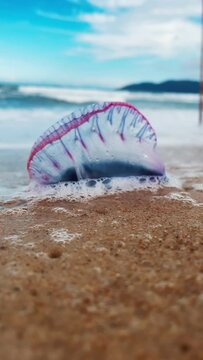 Dangerous jellyfish on the beach. The Portuguese man of war, Physalia physalis or bluebottle located on the sandy beach in Brazil