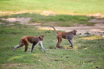 Two cute little monkeys walks on green lawn in Indian public park evoking sense of harmony with nature, two funny monkeys symbolizing carefree essence of wildlife in public park