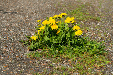Gewöhnlicher Löwenzahn (Taraxacum sect. Ruderalia) auf einem Wanderweg	