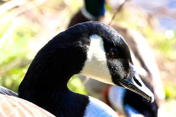A beautiful animal portrait of a Canadian Goose