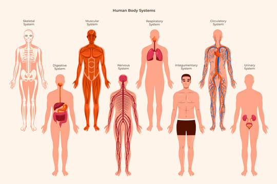 Flat human body organ systems collection with organs in a male body