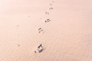 Fototapeta na wymiar human footprints on the sand of a beach
