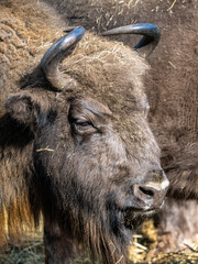 Bison