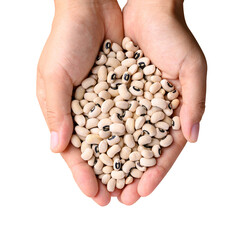 Black eye peas or cowpeas in hand, top view