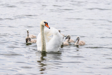 White adult swan with cygnets in the water. A mute swan (Cygnus olor) with cygnets swims into the water towards the camera lens.	