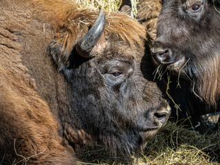 Fototapeta premium Bison