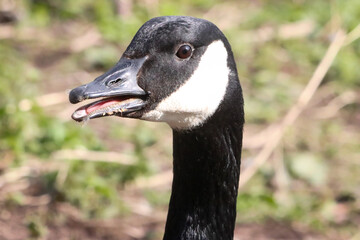 A beautiful animal portrait of a Canadian Goose
