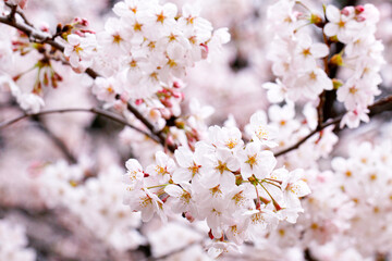 Elegant Cherry Blossoms Blooming in Springtime Serenity, Japan