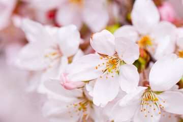 Elegant Cherry Blossoms Blooming in Springtime Serenity, Japan