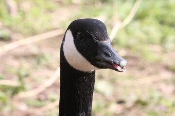 A beautiful animal portrait of a Canadian Goose