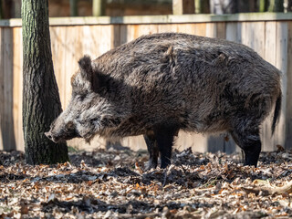 Wildschwein