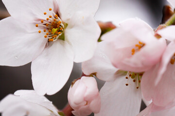 Elegant Cherry Blossoms Blooming in Springtime Serenity, Japan