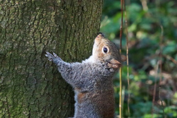 A beautiful animal portrait of a grey squirrel in the forest